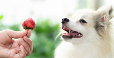 Voivatko koirat syoda mansikoita