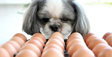 Voivatko koirat syoda munia