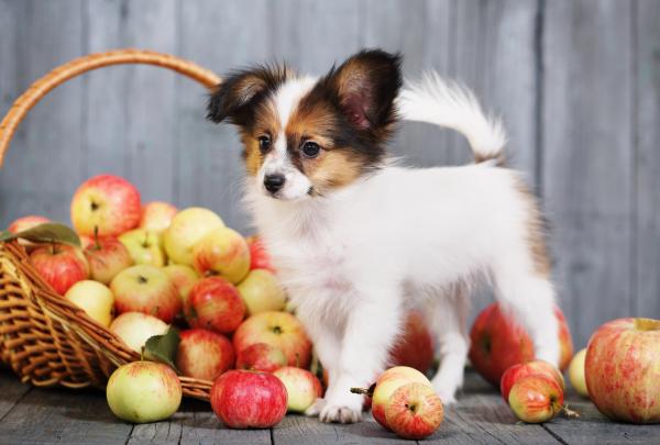 Voivatko koirat syoda omenaa