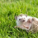 Wobbly Hedgehog oireyhtyma oireet ja hoito