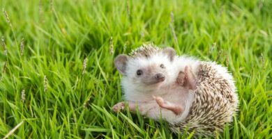 Wobbly Hedgehog oireyhtyma oireet ja hoito