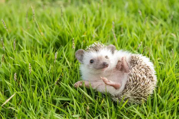 Wobbly Hedgehog oireyhtyma oireet ja hoito