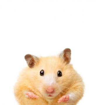 Yleisimmat hamstereiden sairaudet