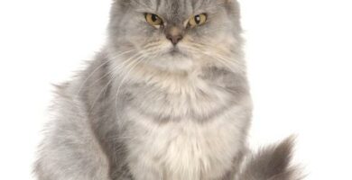 Yleisimmat persialaisen kissan sairaudet