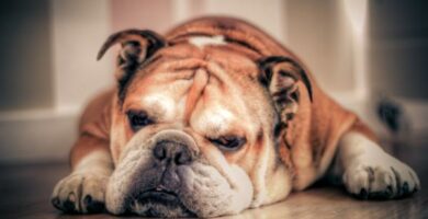 Yleisimmat sairaudet englantilaisissa bulldoggeissa