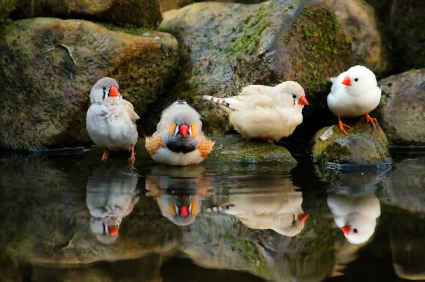 Seed Eating Birds - Mandarin Diamond