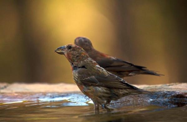 Siemeniä syövät linnut - Crossbill