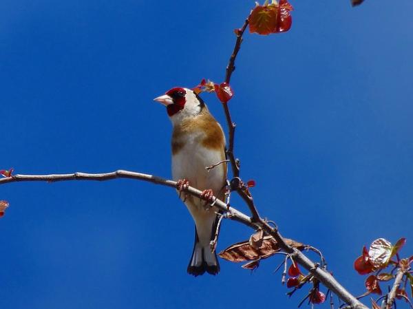 Siemeniä syövät linnut - Goldfinch