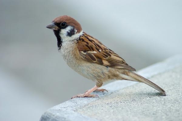 Siemeniä syövät linnut - Sparrow