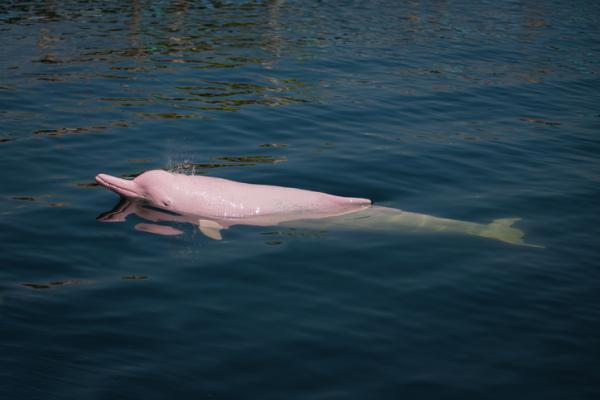 Uhanalainen vaaleanpunainen delfiini - Syyt - Kuinka suojata vaaleanpunainen delfiini?