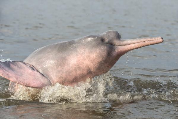 Uhanalainen vaaleanpunainen delfiini - Syyt - Vaaleanpunaisen delfiinin ominaisuudet ja asuinpaikka