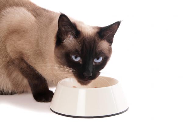 Siamilainen kissan ruokavalio - kotitekoinen ruokavalio