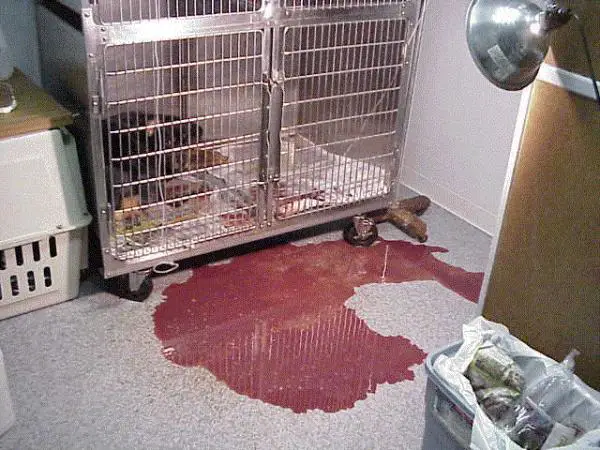 Koirien 5 tappavinta tautia ja niiden oireet - 1. Parvovirus