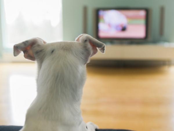 Miten koirat näkevät?  - Katsovatko koirat televisiota?