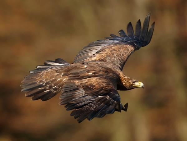 Ilma -eläimet - esimerkkejä ja ominaisuuksia - 1. Kultainen kotka (Aquila chrysaetos)