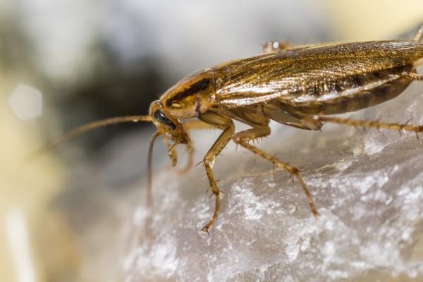Lentokoneet - Esimerkkejä ja ominaisuuksia - 5. Saksalainen torakka (Blattella germanica)