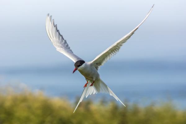 Ilma -eläimet - esimerkkejä ja ominaisuuksia - 6. Arctic Tern (Sterna paradisaea)