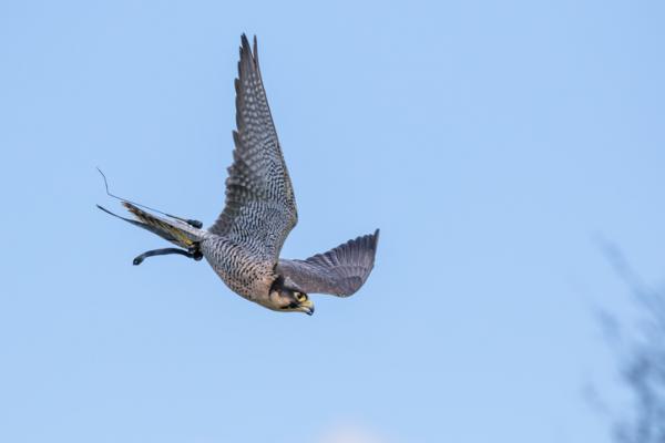Lentokoneet - Esimerkkejä ja ominaisuuksia - 3. Muuttohaukka (Falco peregrinus)