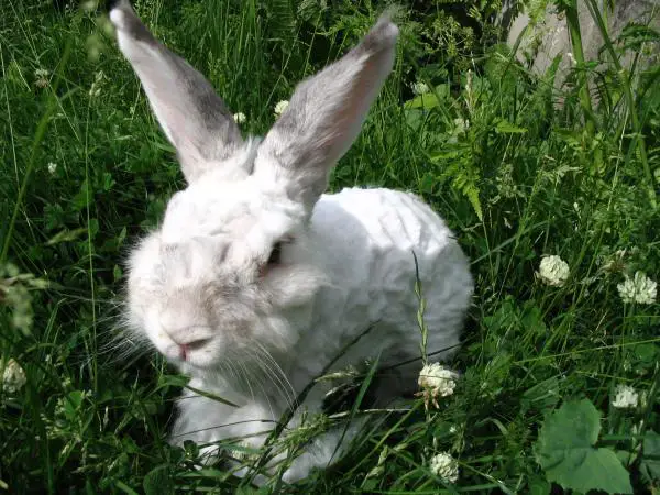 Angora -kanin hoito - Angoran kanin turkinhoito