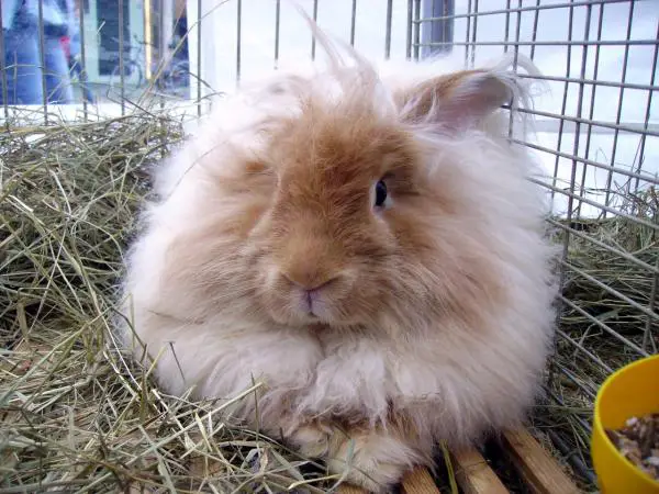 Angora Rabbit Care - kynnet ja hampaat
