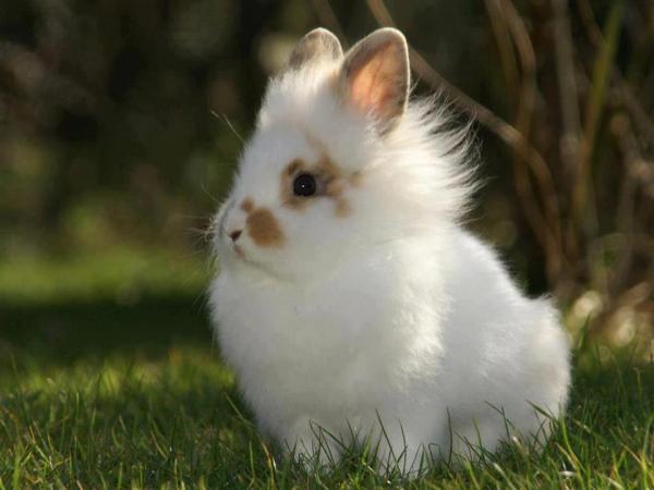 Angora -kanin hoito - Angoran kanin perushoito