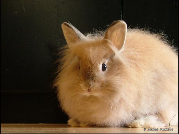 Angora -kanin hoito - kylpyamme