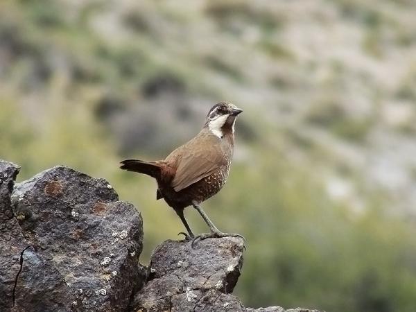 10 Chilen eksoottista lintua - 5. Turkki