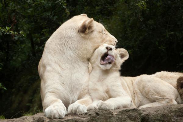 Miksi valkoinen leijona on vaarassa kuolla sukupuuttoon?  - Kuinka monta valkoista leijonaa on maailmassa?