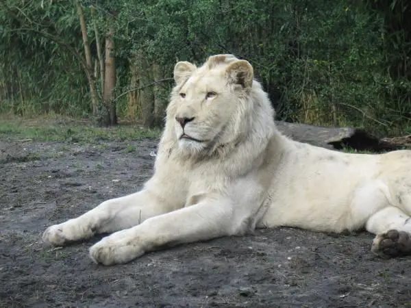 Miksi valkoinen leijona on vaarassa kuolla sukupuuttoon?  - Valkoisen leijonan ominaisuudet ja missä se asuu 