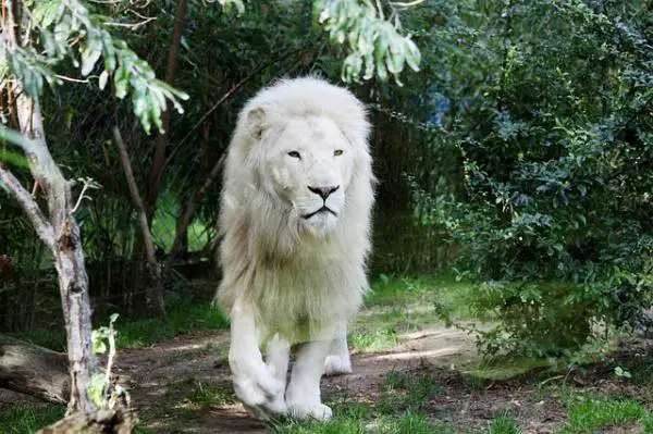 Miksi valkoinen leijona on vaarassa kuolla sukupuuttoon?  - Miksi valkoinen leijona on vaarassa kuolla sukupuuttoon?  Syyt 
