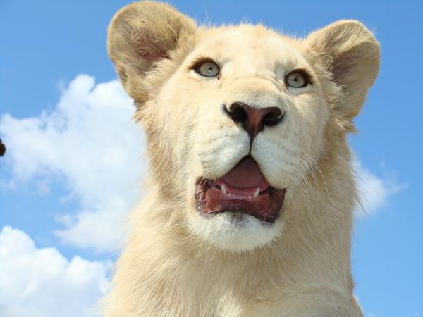 Miksi valkoinen leijona on vaarassa kuolla sukupuuttoon?  - Kuinka auttaa valkoista leijonaa?