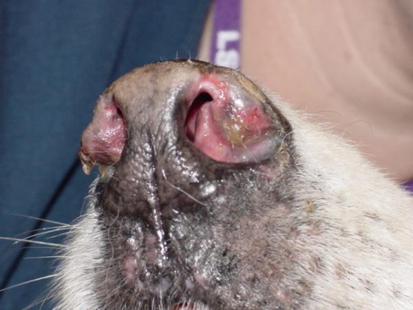 Lupus koirilla - syyt, oireet ja hoito - Mikä on lupus?
