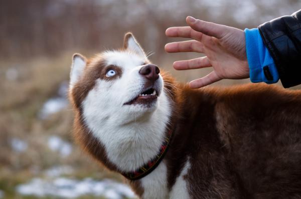 Mitä tehdä, jos koirani pelkää ihmisiä?  - Miksi koira pelkää ihmisiä?