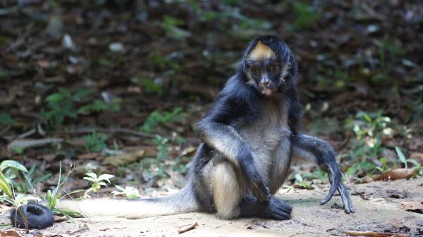 12 eläintä vaarassa kuolla sukupuuttoon Perussa - 1. Yleinen hämähäkki -apina 