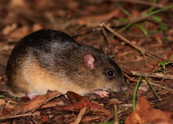 12 eläintä vaarassa kuolla sukupuuttoon Perussa - 8. Mäkien hiiri