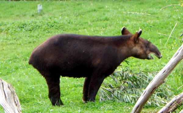 12 eläintä vaarassa kuolla sukupuuttoon Perussa - 7. Andien tapiiri