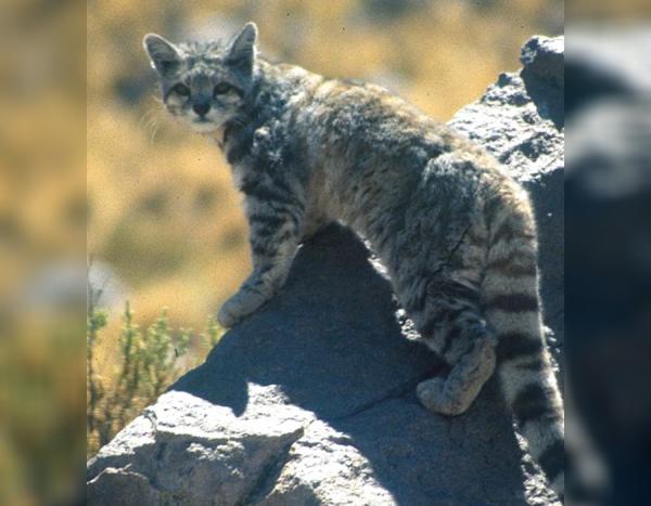 12 eläintä vaarassa kuolla sukupuuttoon Perussa - 4. Andien kissa