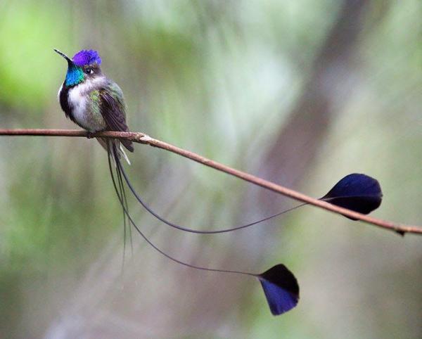12 eläintä vaarassa kuolla sukupuuttoon Perussa - 12. Ihana kolibri 