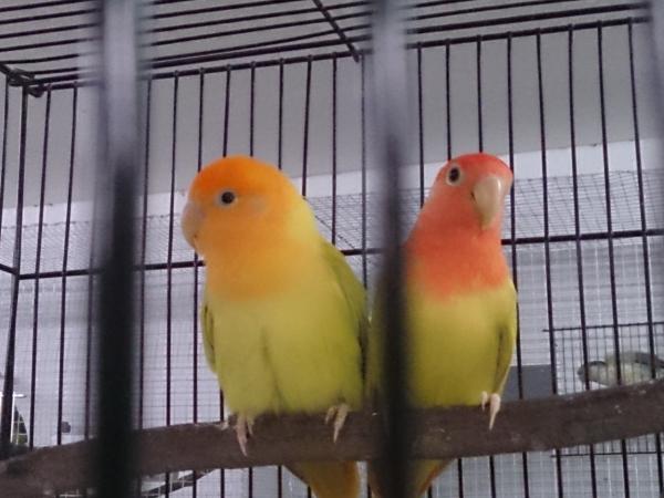 Lovebirdillä on ripuli - syyt ja hoito - se ei ole aina ripulia, vaikka se siltä vaikuttaakin