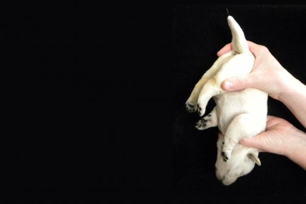 Varhaiset stimulaatioharjoitukset pennuille - 4. Pää alas