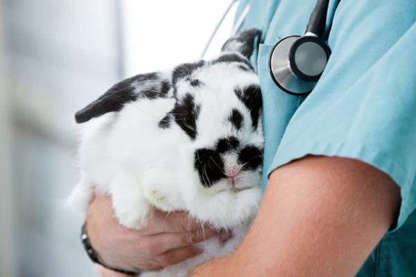 Kani menettää paljon karvaa - Syyt ja ratkaisut - Hiustenlähtö dermatologisen infektion vuoksi