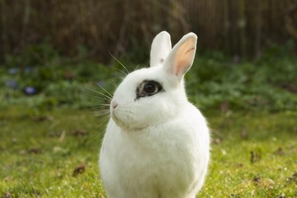 Kani menettää paljon karvaa - Syyt ja ratkaisut - Turkin irtoaminen kaneilla