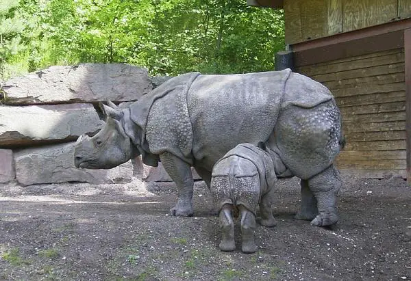 Onko sarvikuono vaarassa kuolla sukupuuttoon?  - Miksi Java Rhino on vaarassa kuolla sukupuuttoon?
