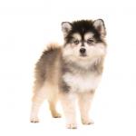 1630949805 548 Pomsky koira