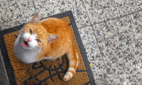 Kissani on outo - Syyt ja mitä tehdä - Kissani on outo ja miau