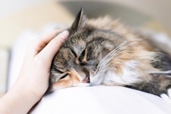 Kissani on outo - Syyt ja mitä tehdä - Kissani on outo rokotuksen jälkeen