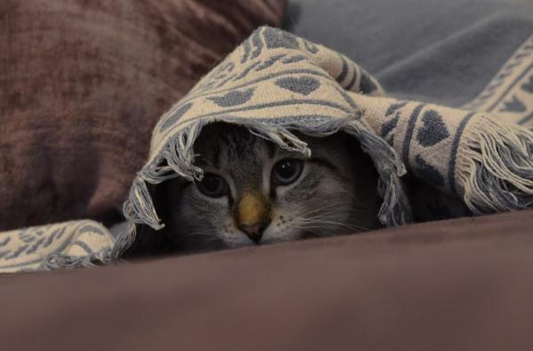 Miksi kissani piiloutuu, kun ihmiset tulevat?  - Miksi kissat piiloutuvat? 