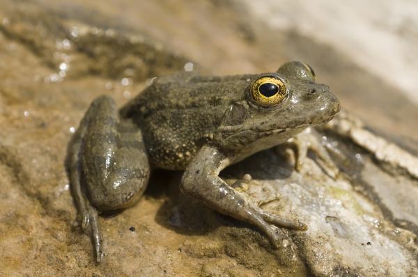 Uhanalaiset eläimet Euroopassa - Karpathian Frog (Pelophylax cerigensis)