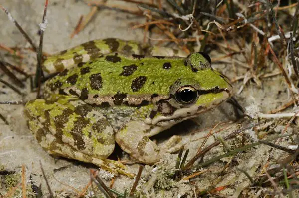 Uhanalaiset eläimet Euroopassa - kreetalainen sammakko (Pelophylax cretensis)