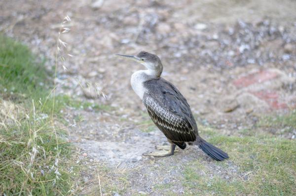 Eläimet, jotka ovat vaarassa kuolla sukupuuttoon Euroopassa - Baleaarien leikkausvesi (Puffinus mauretanicus)